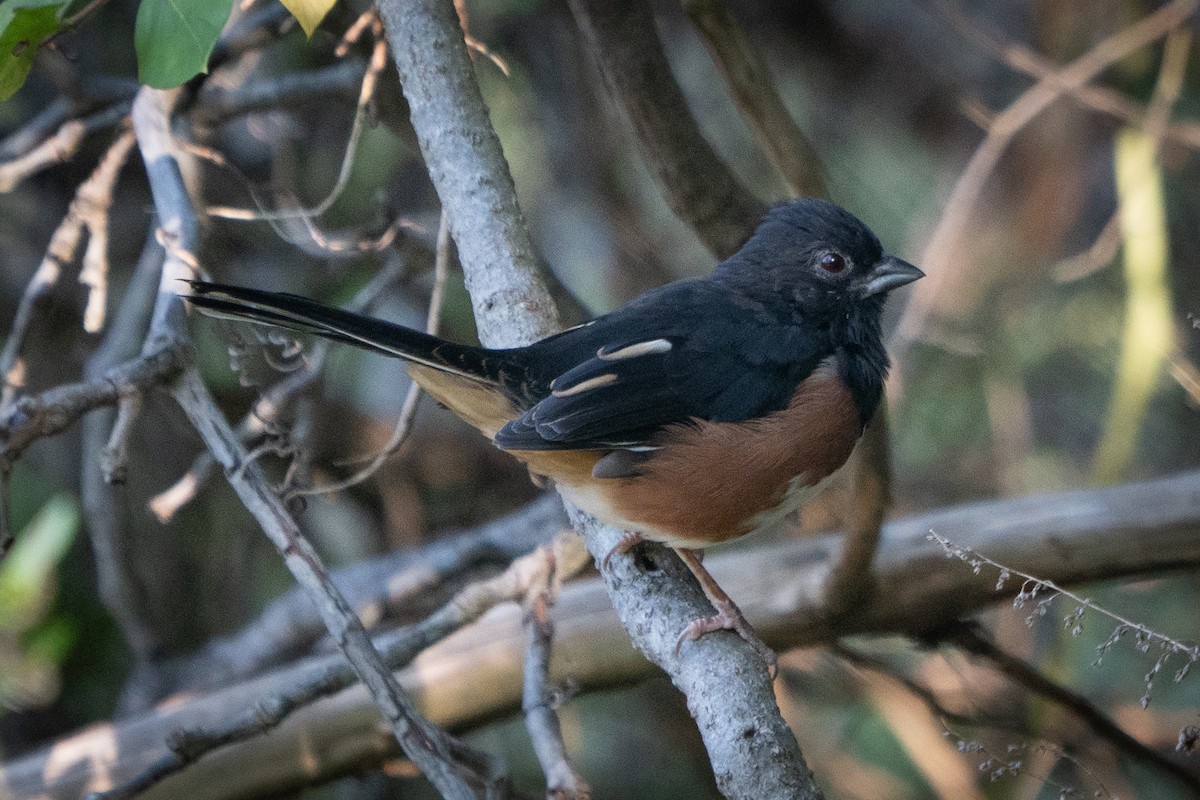 Eastern Towhee - ML609115820