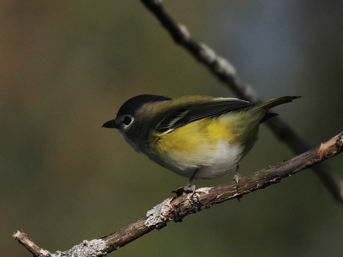 Blue-headed Vireo - ML609115822