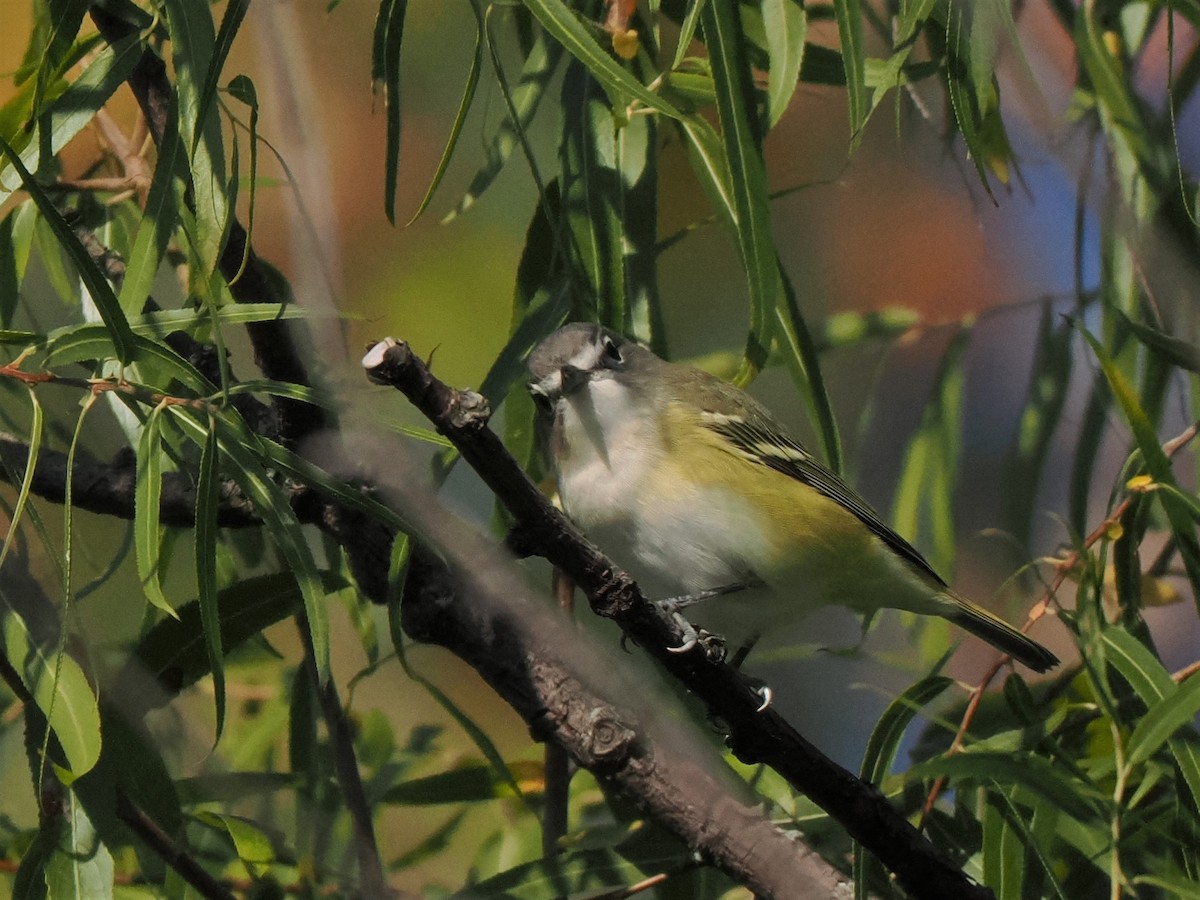 Mavi Başlı Vireo - ML609115829