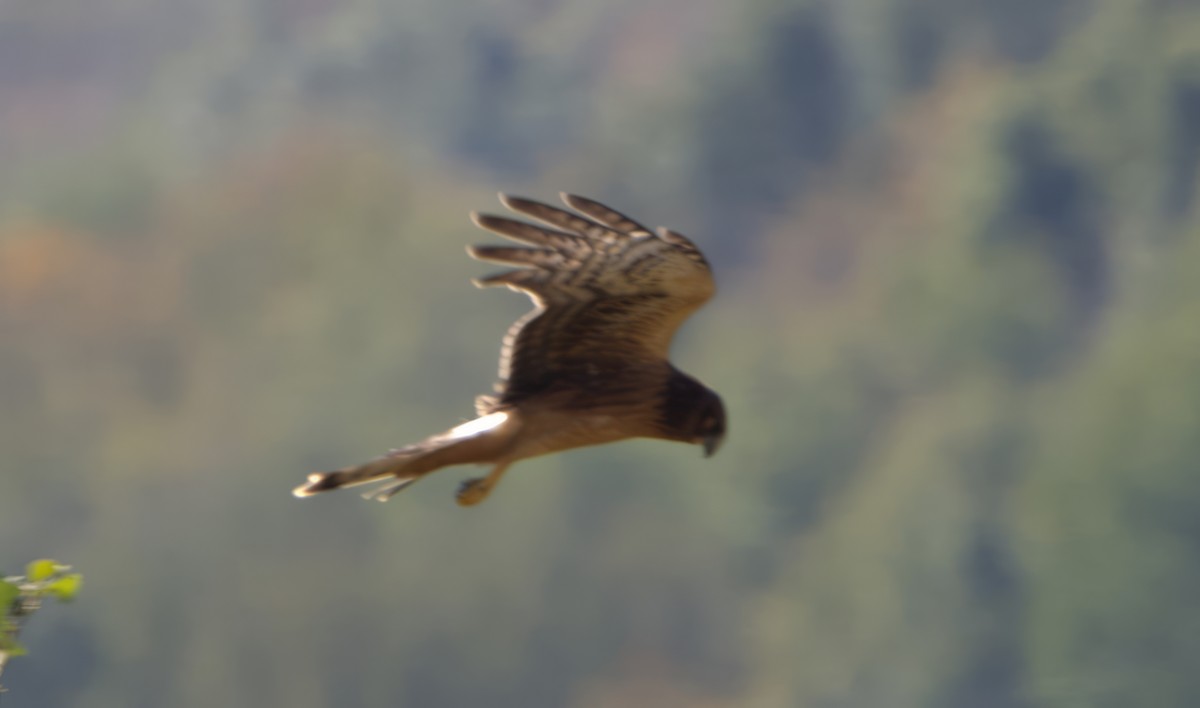 Northern Harrier - ML609115830