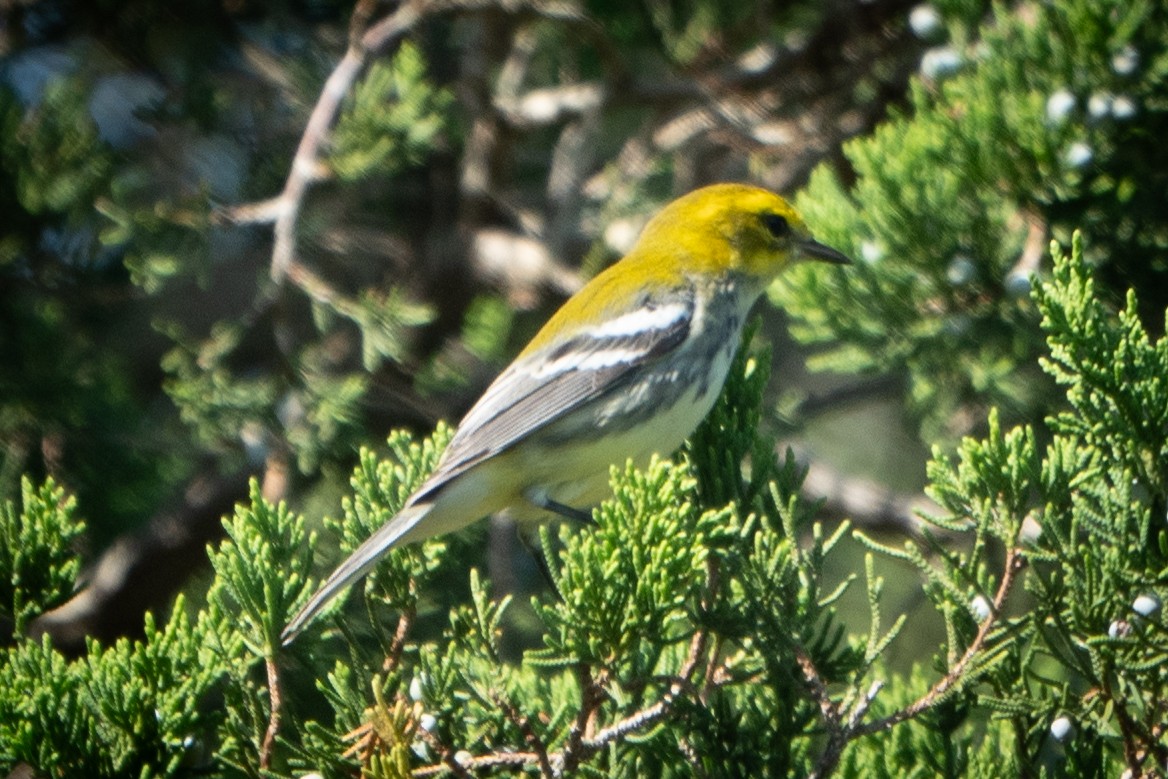 Black-throated Green Warbler - ML609115838