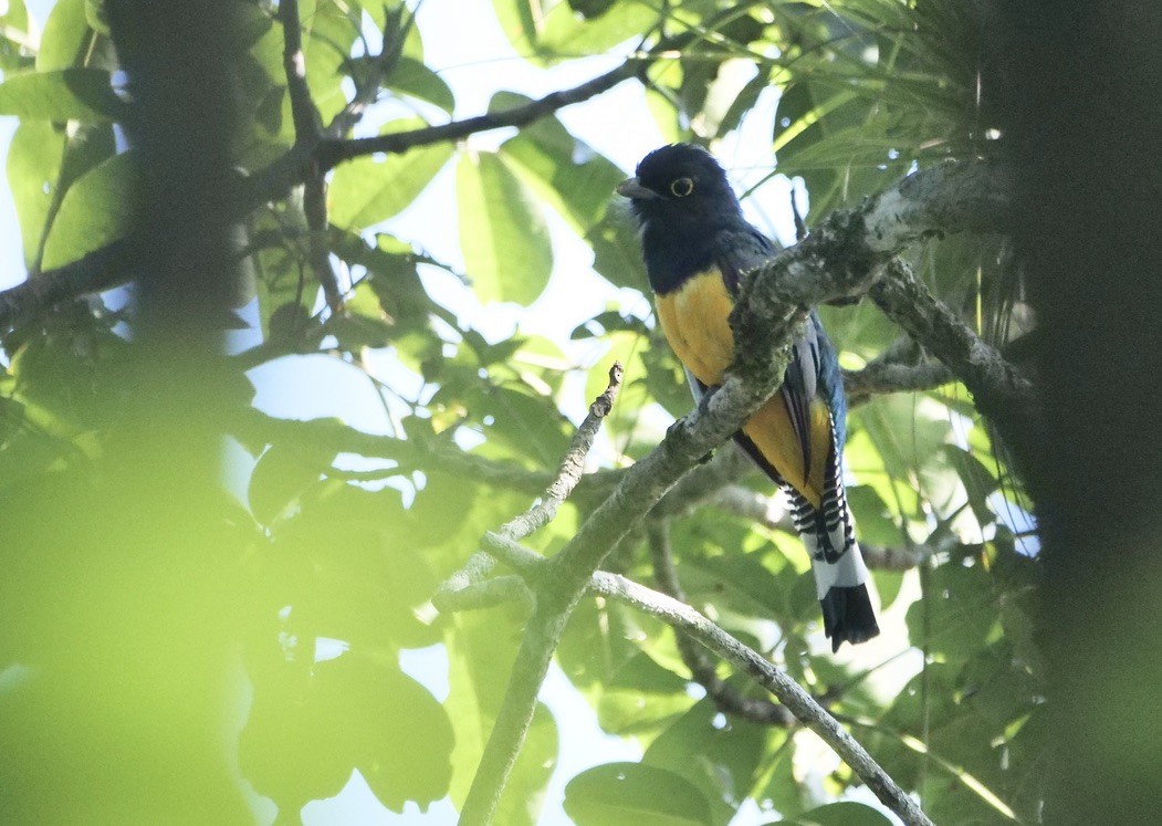 Gartered Trogon - ML609115857