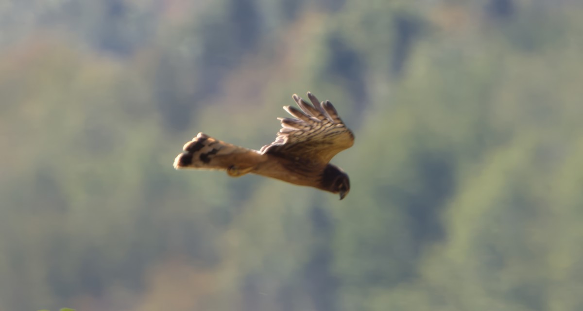 Northern Harrier - ML609115874