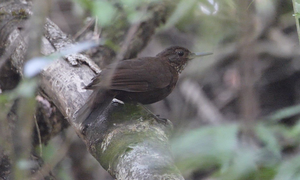 Scaly-throated Leaftosser - ML609115875