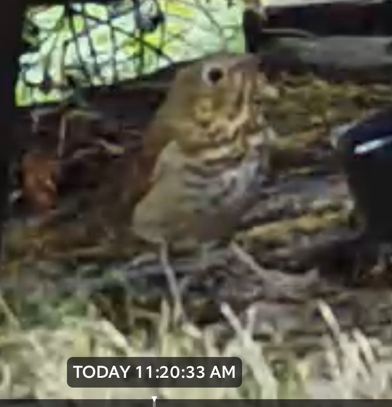 Swainson's Thrush - ML609115933