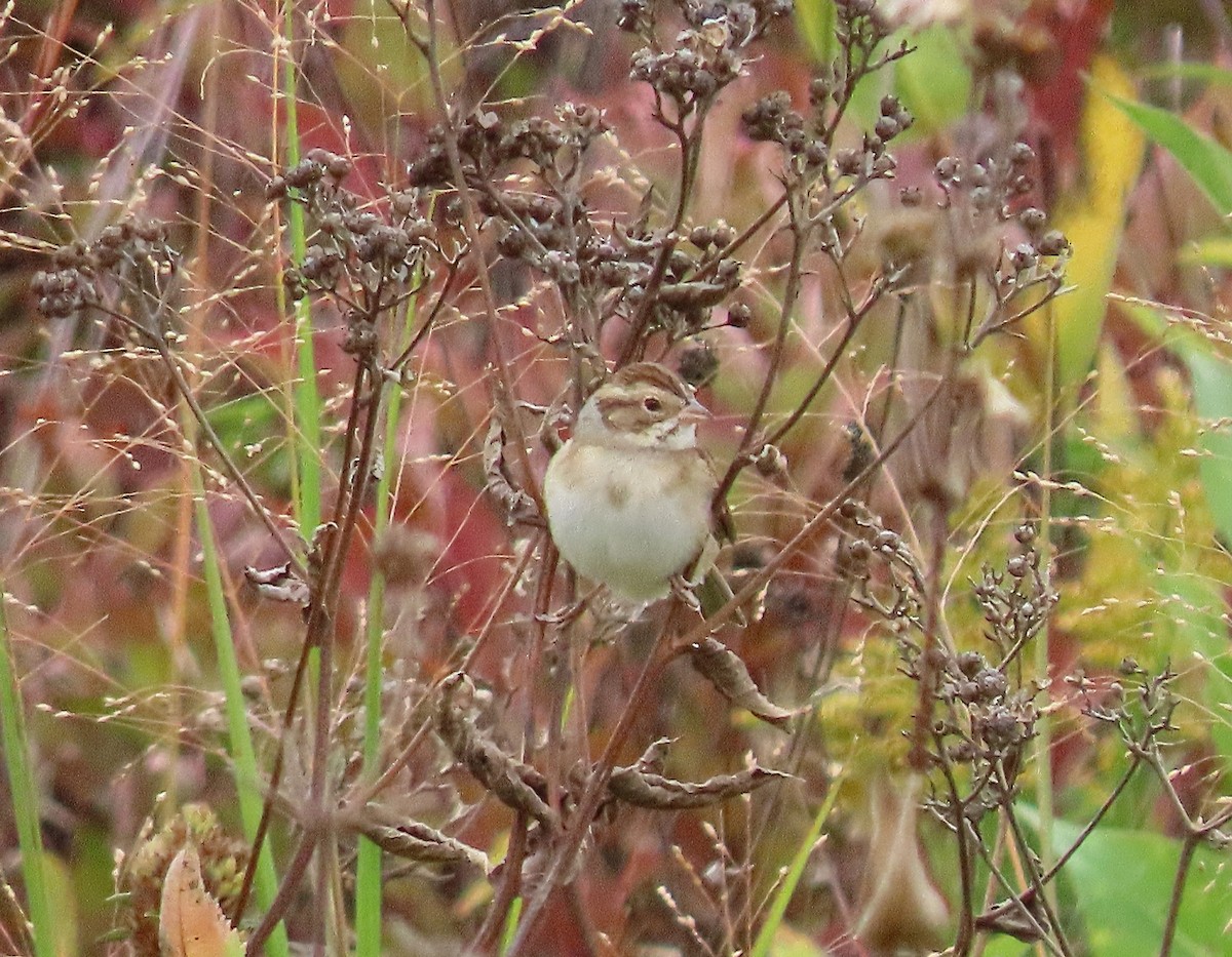 Clay-colored Sparrow - ML609115965