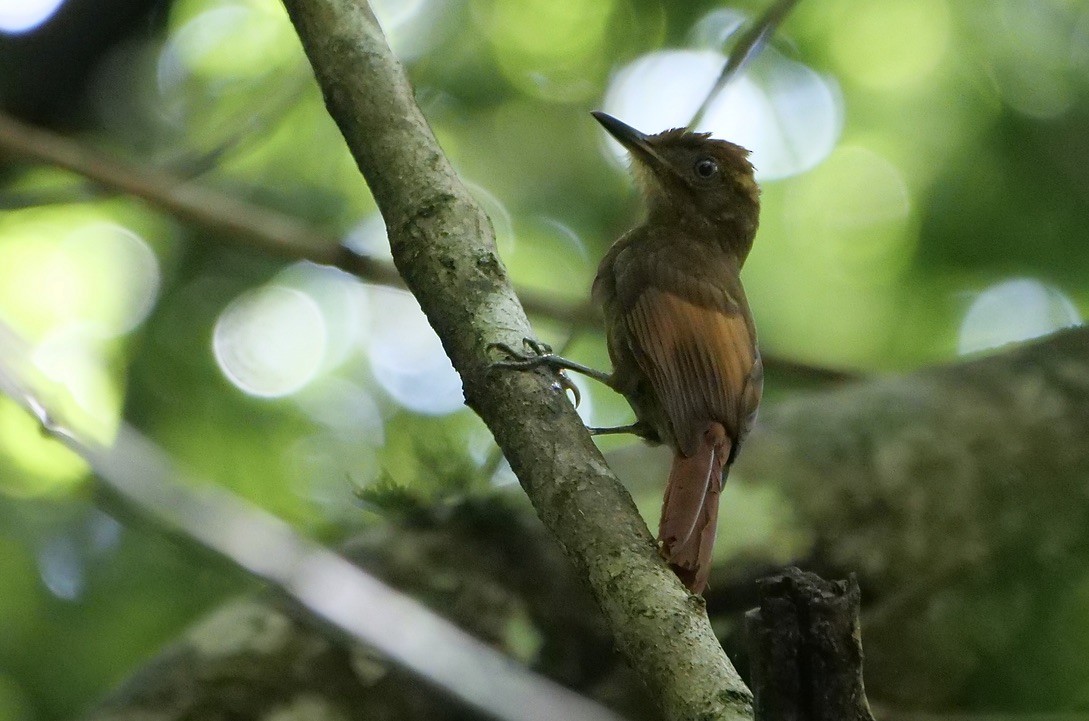 Tawny-winged Woodcreeper - ML609116003