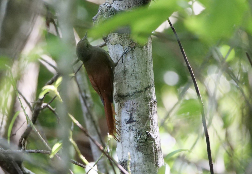 Olivaceous Woodcreeper - ML609116050