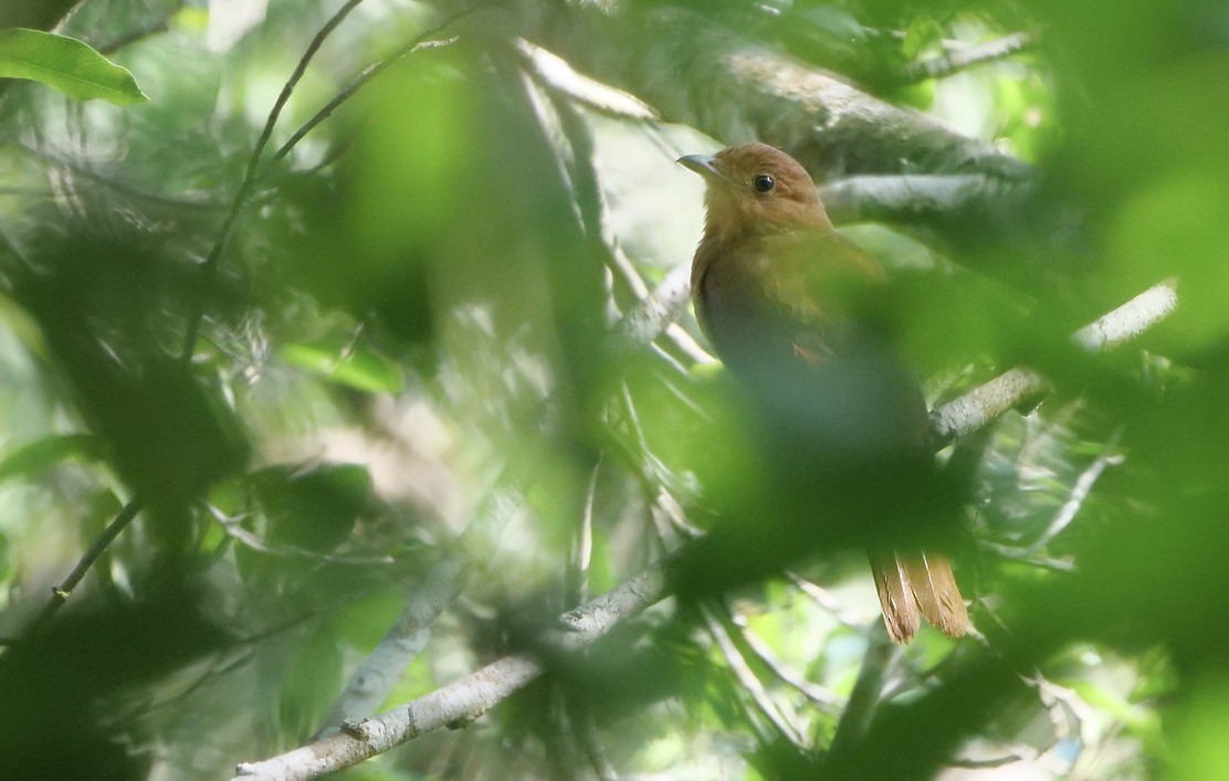 Rufous Piha - ML609116056