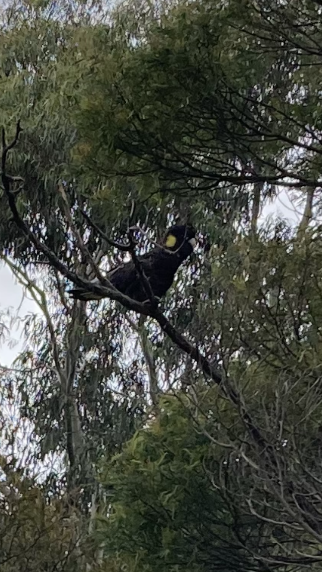 Yellow-tailed Black-Cockatoo - ML609116101