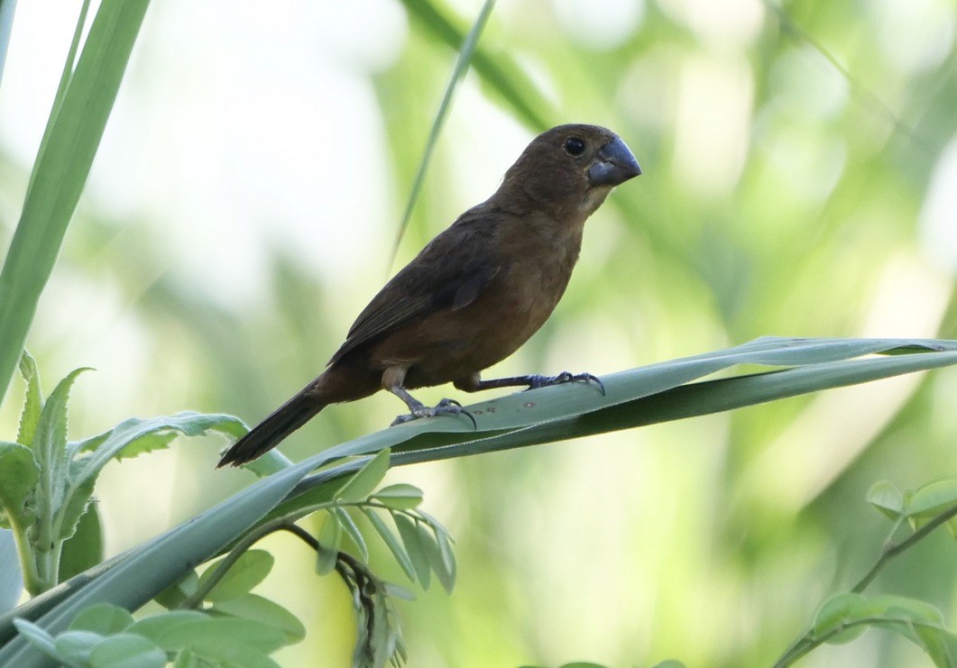 Thick-billed Seed-Finch - Micah Riegner