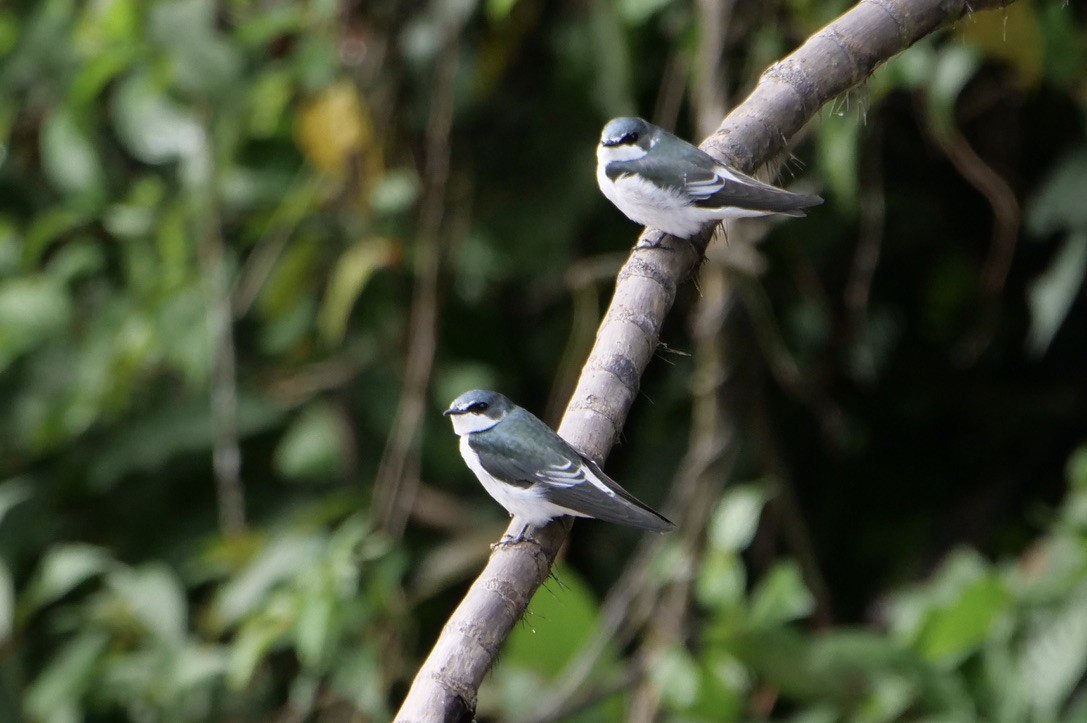 Mangrove Swallow - ML609116228