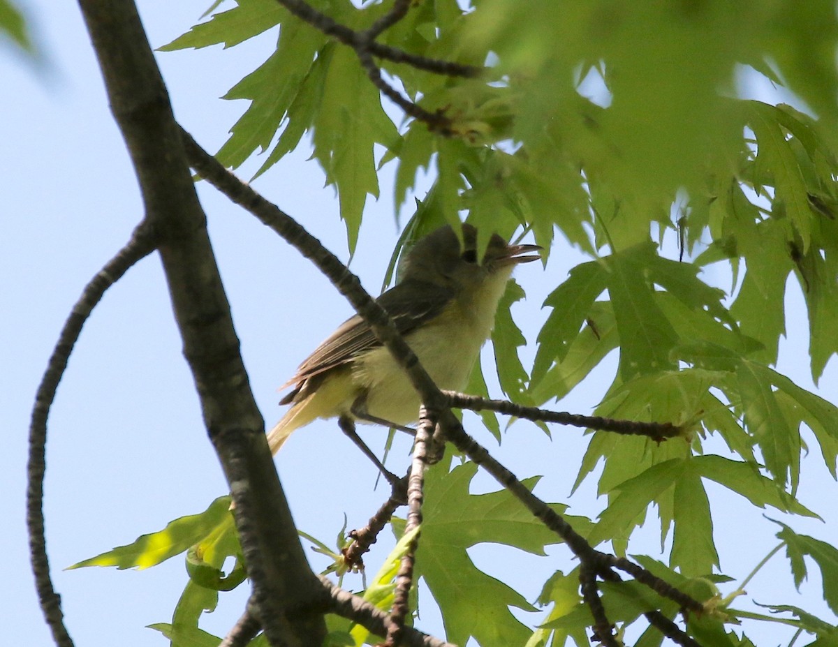 Bell's Vireo - ML609116252