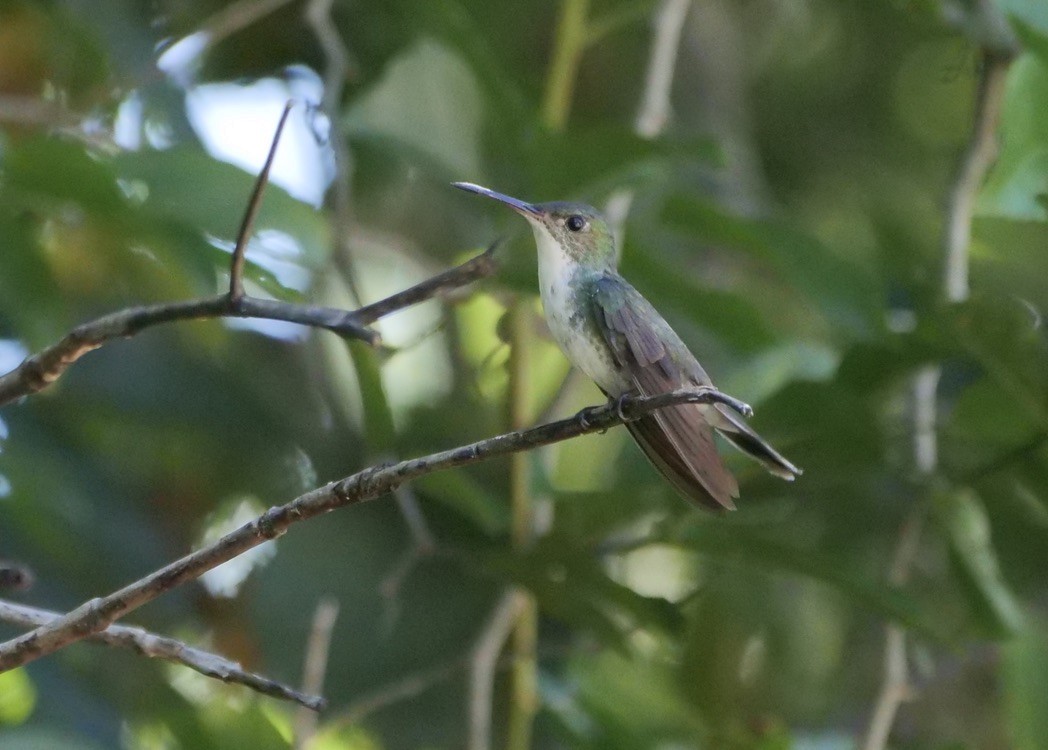 White-bellied Emerald - ML609116297