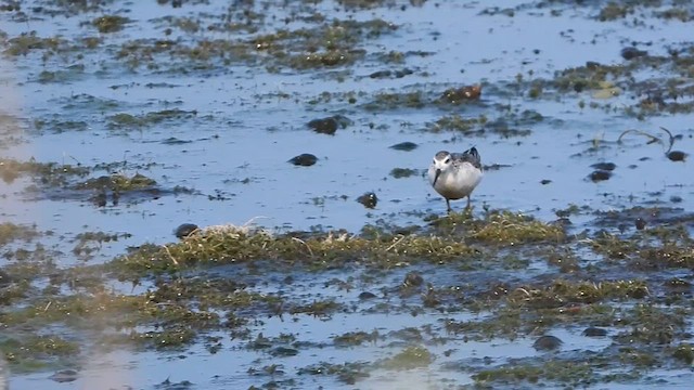 Falaropo Tricolor - ML609116408