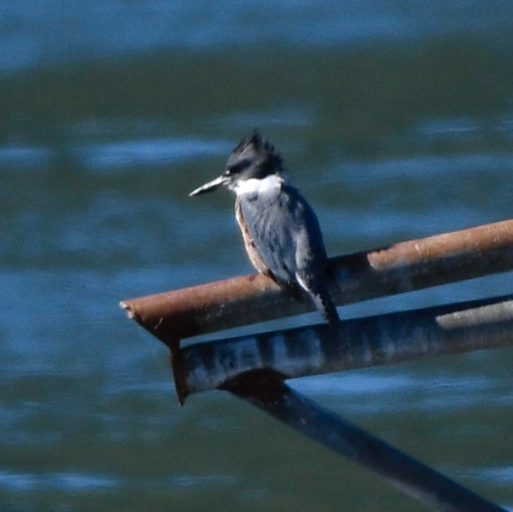 Belted Kingfisher - ML609116409