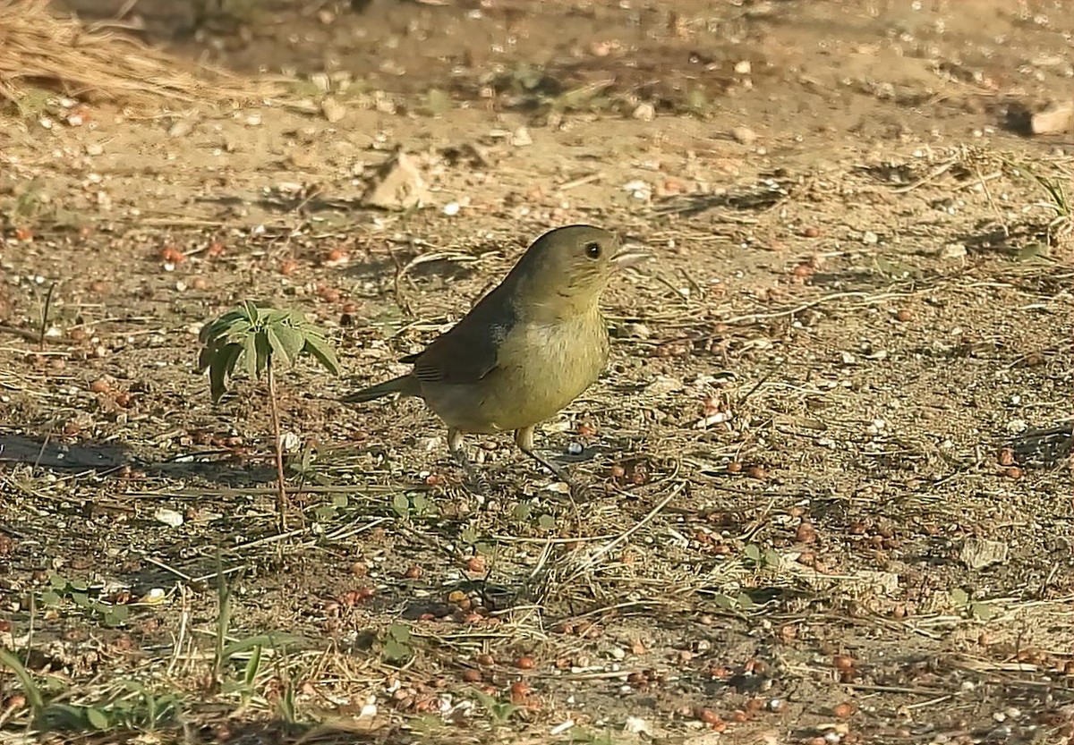 Painted Bunting - ML609116456