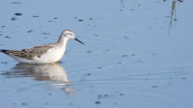 Wilson's Phalarope - ML609116469