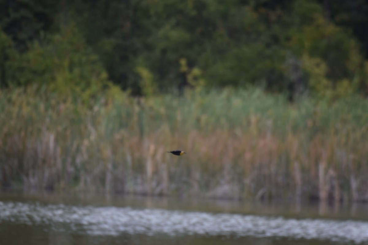 Yellow-headed Blackbird - ML609116538