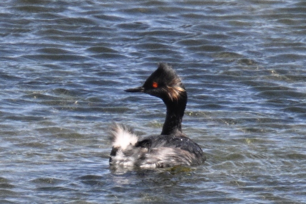 Eared Grebe - ML609116553