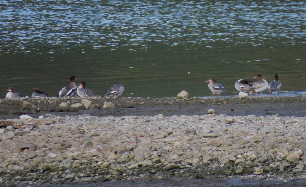 Common Merganser - ML609116591