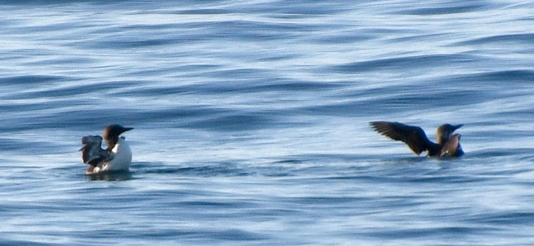 Common Murre - ML609116596