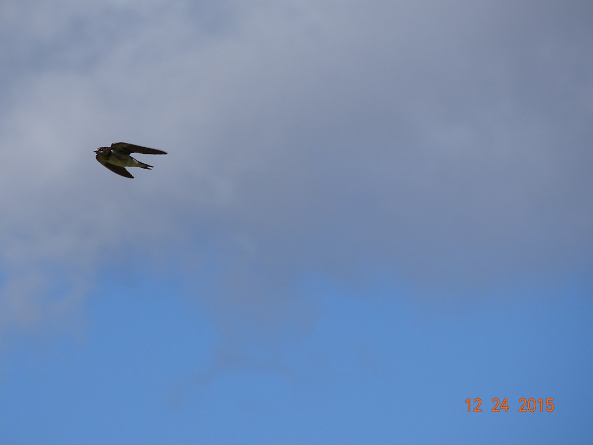 Barn Swallow - Raimundo Viteri Delmastro