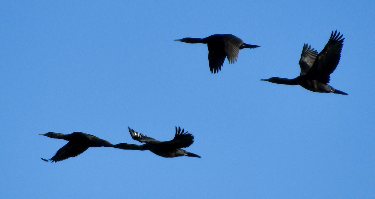 Brandt's Cormorant - ML609116666