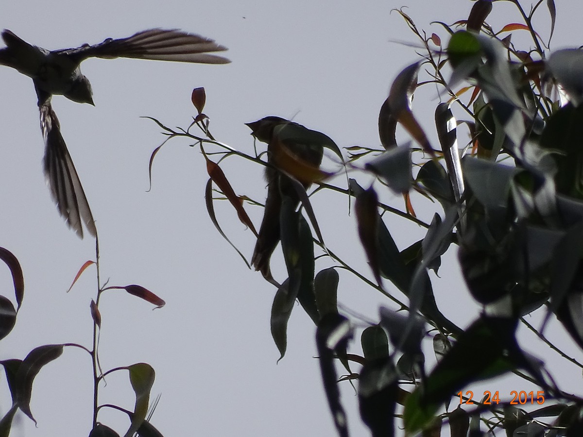 Barn Swallow - Raimundo Viteri Delmastro