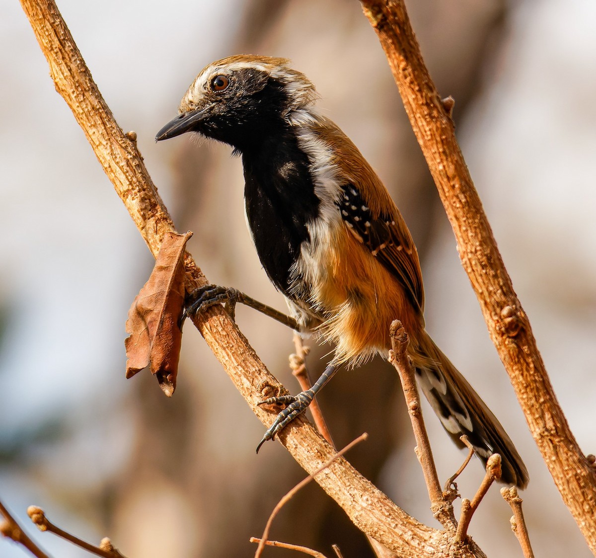 Rusty-backed Antwren - ML609116871