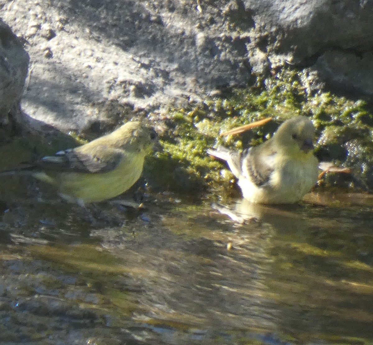 American Goldfinch - ML609116882