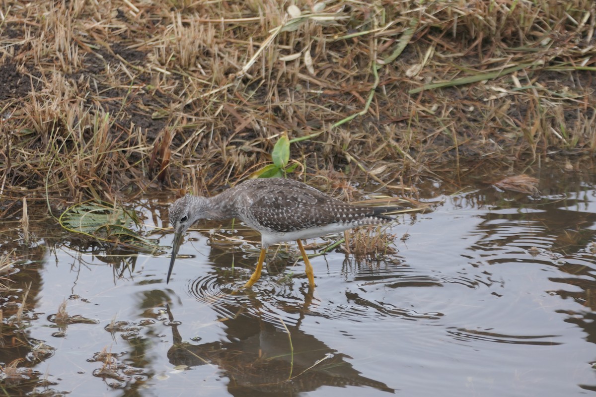 Greater Yellowlegs - ML609116900