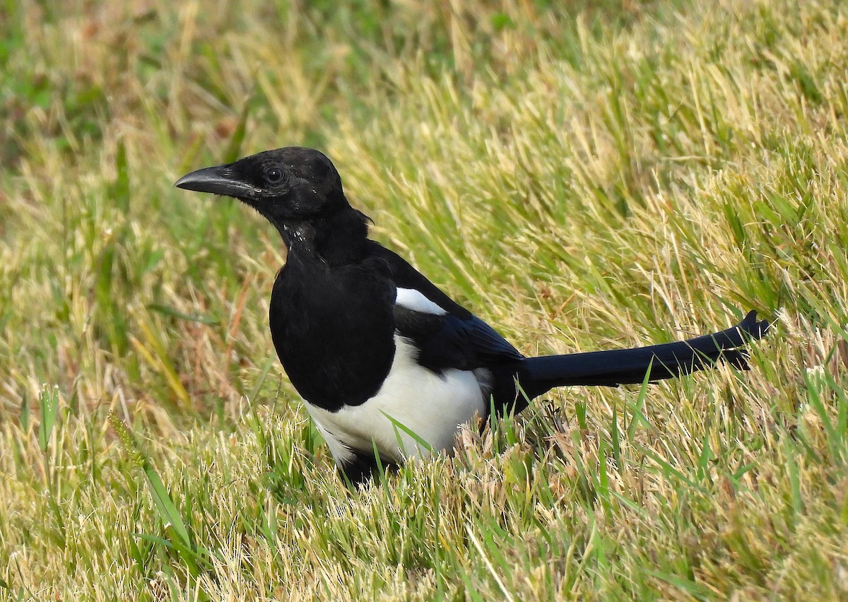 Black-billed Magpie - Ted Floyd