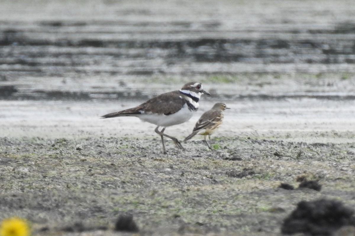 American Pipit - Philip Wala