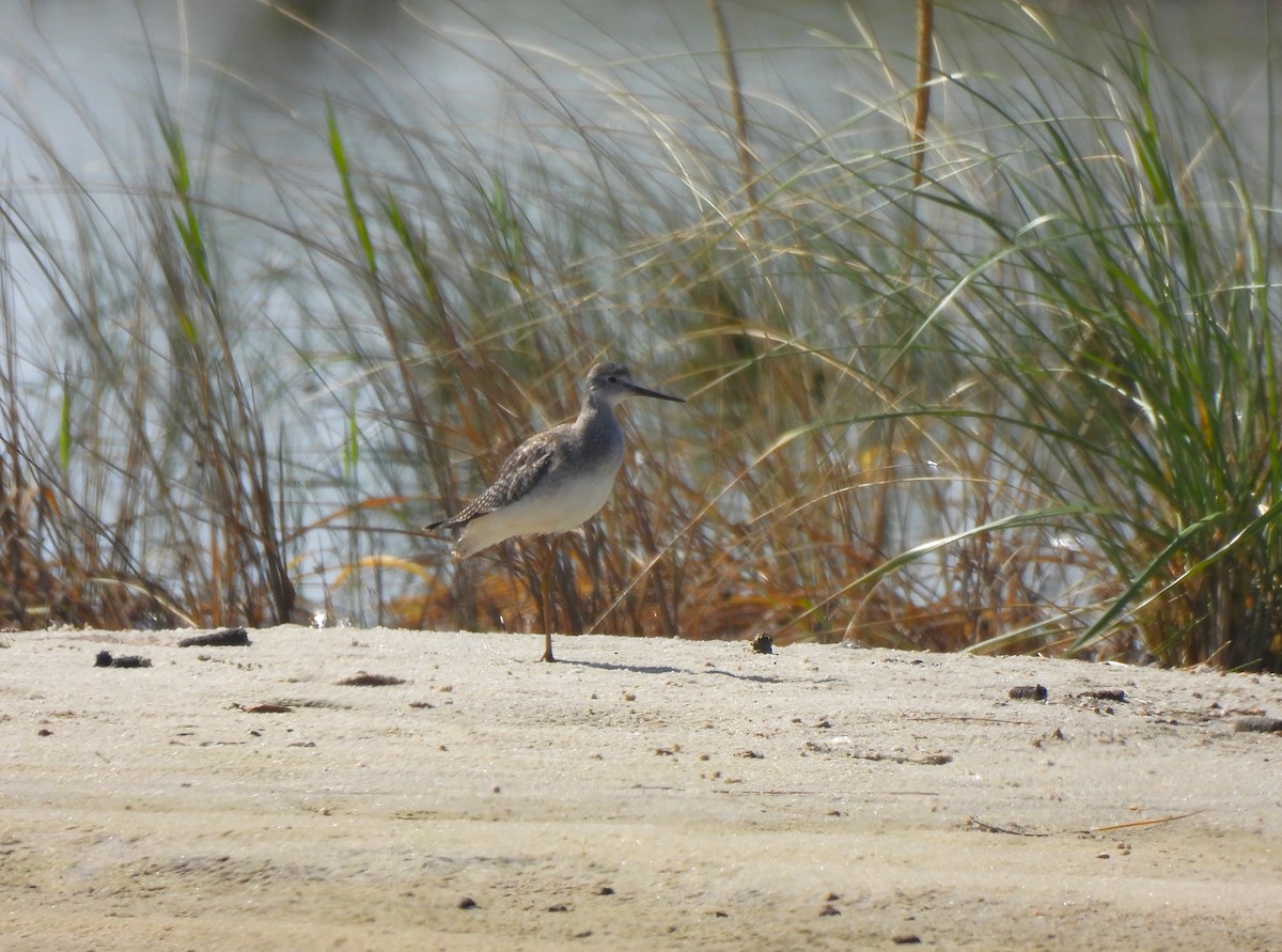 Greater Yellowlegs - ML609116940