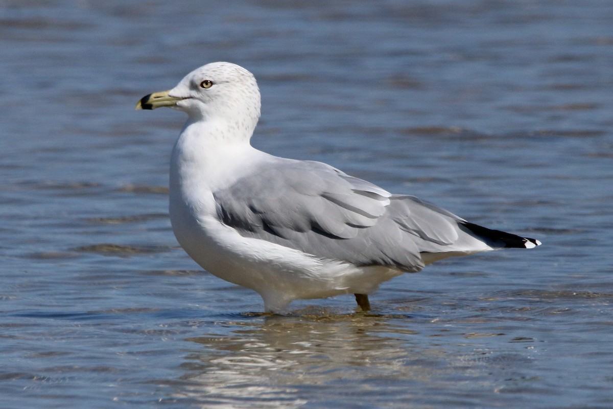 Ring-billed Gull - ML609116992