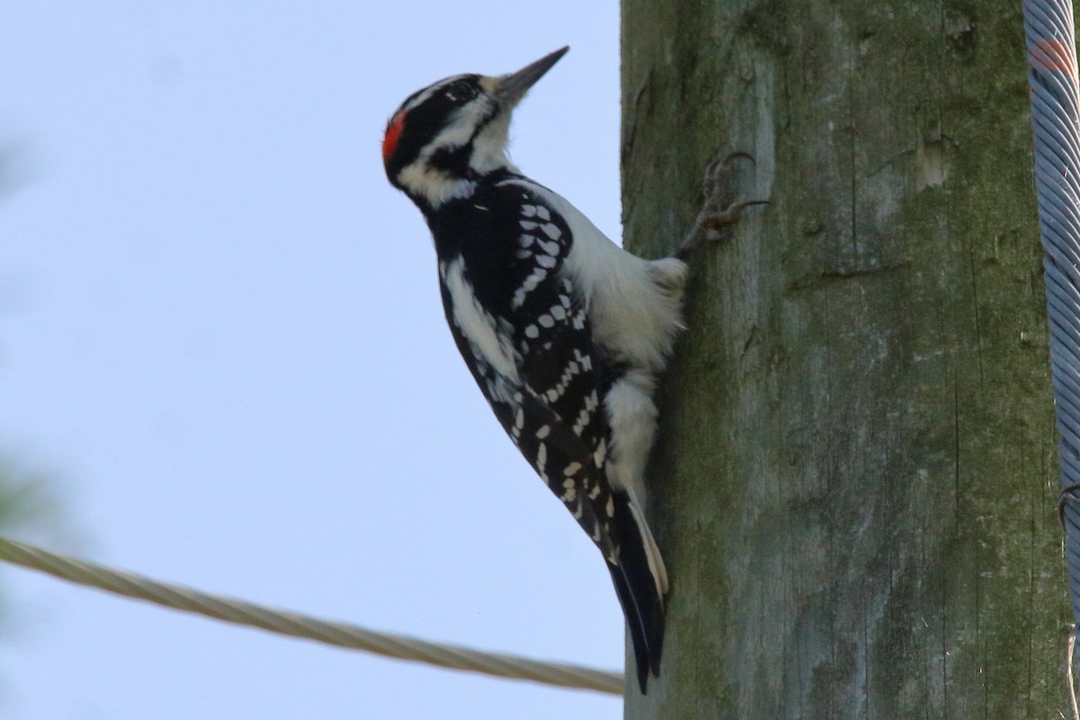 Hairy Woodpecker - ML609117001