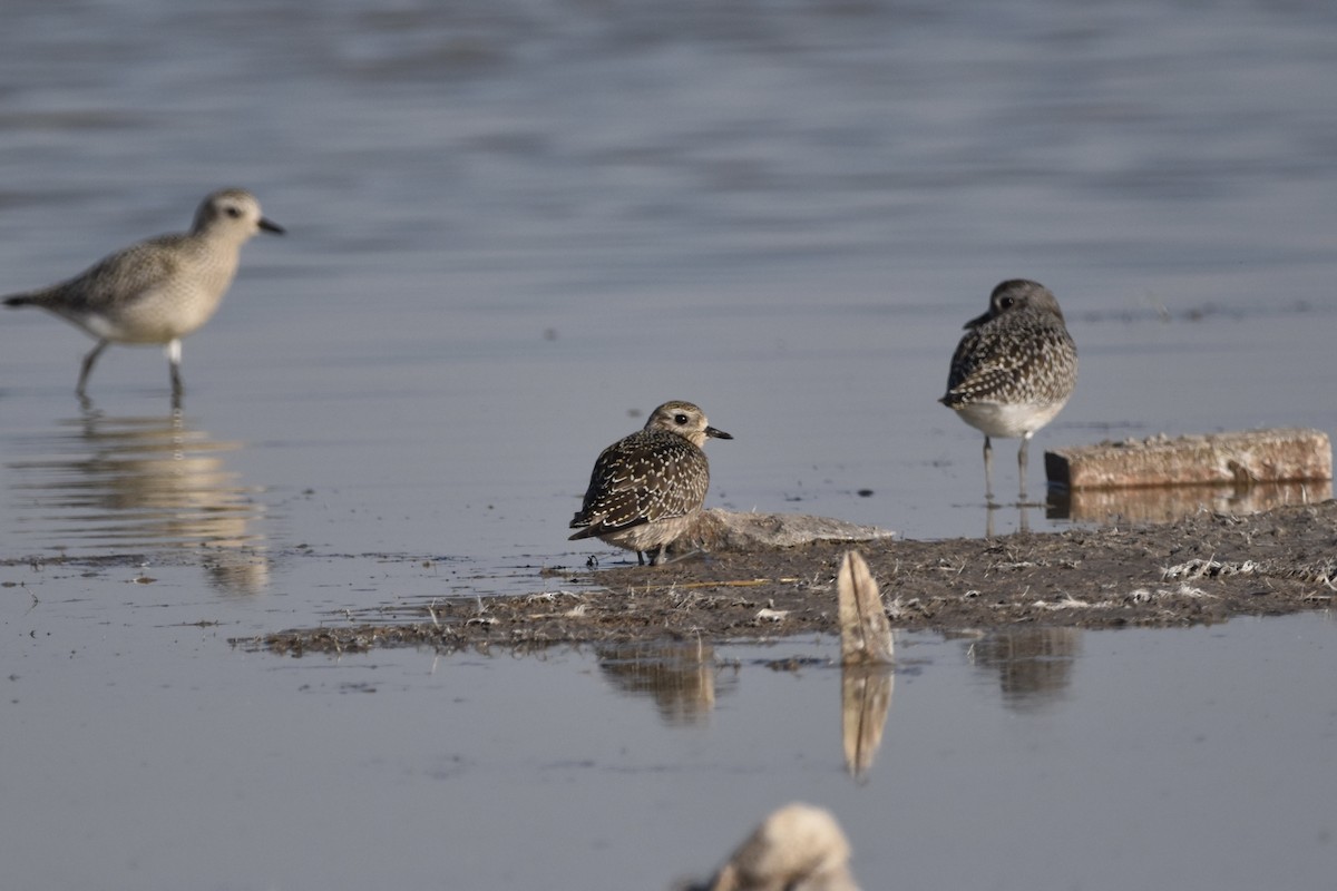 American Golden-Plover - ML609117007