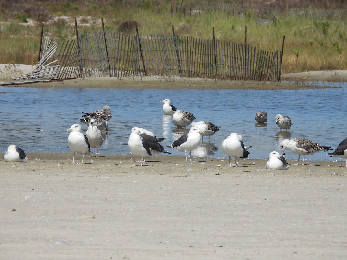 Great Black-backed Gull - ML609117015