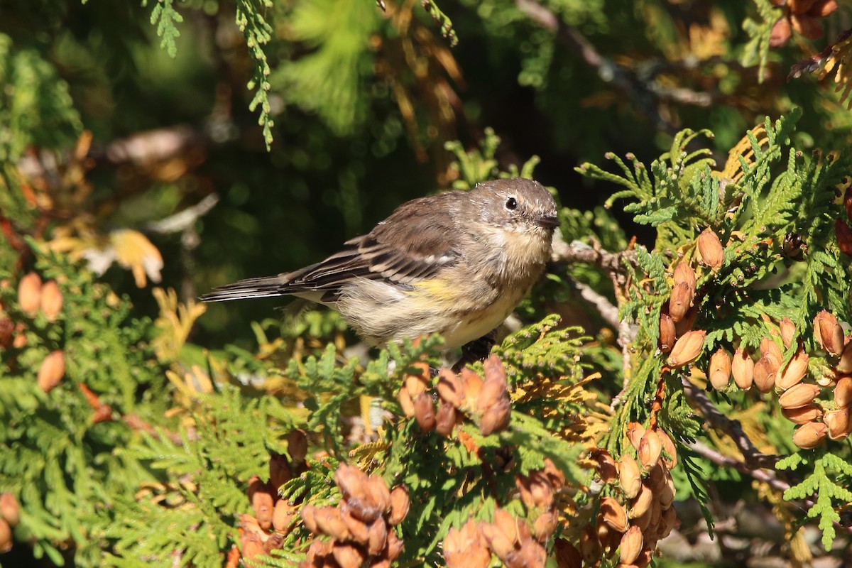 Yellow-rumped Warbler - ML609117030