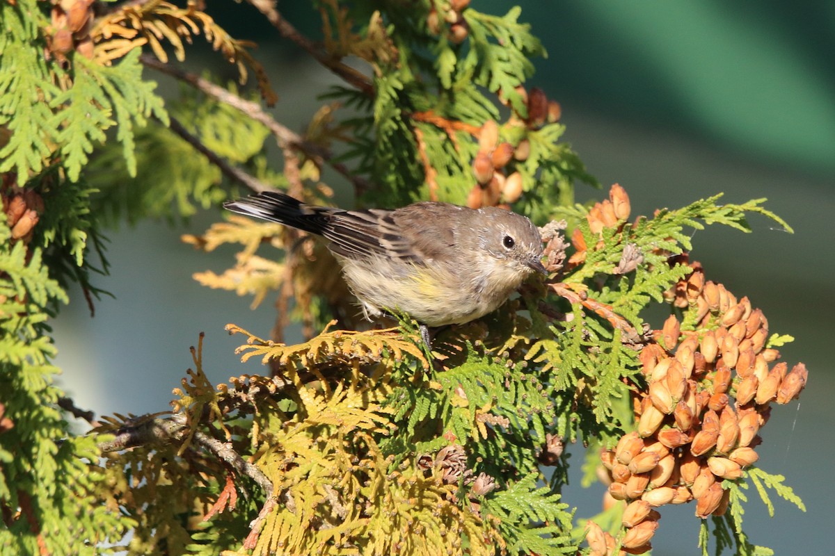 Yellow-rumped Warbler - ML609117031