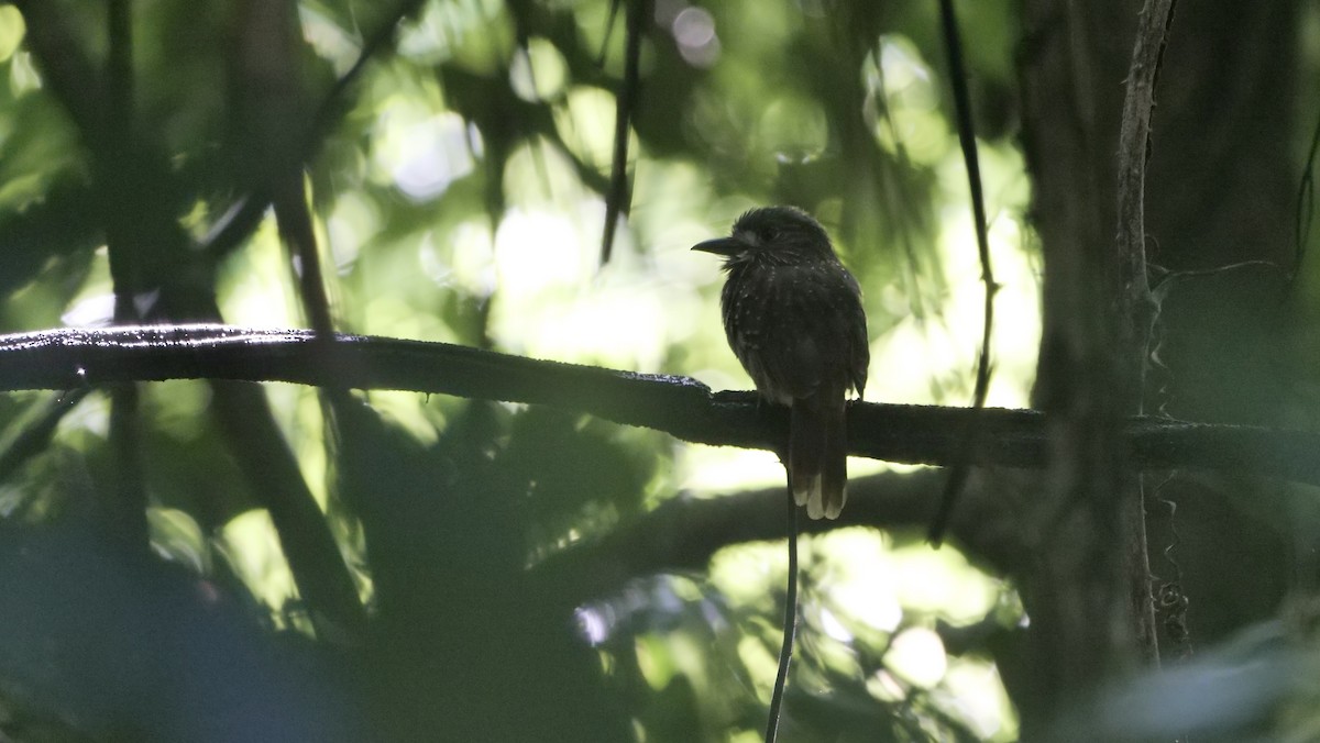 White-whiskered Puffbird - ML609117063