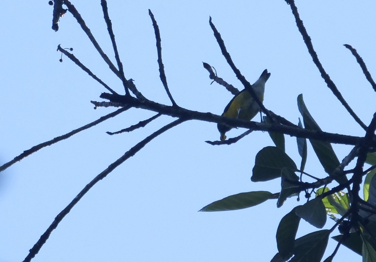 White-vented Euphonia - ML609117077