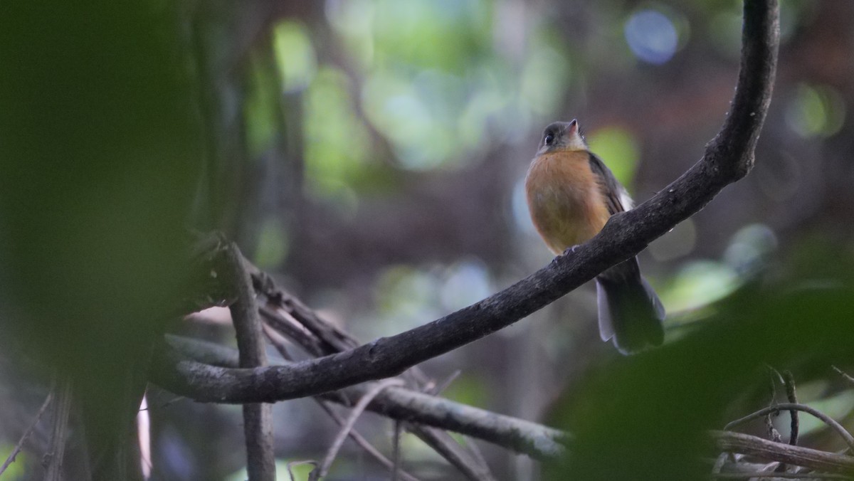 Sulphur-rumped Flycatcher - ML609117087