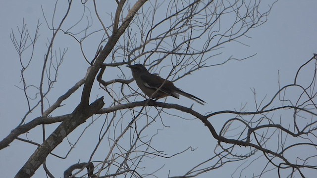 White-banded Mockingbird - ML609117325