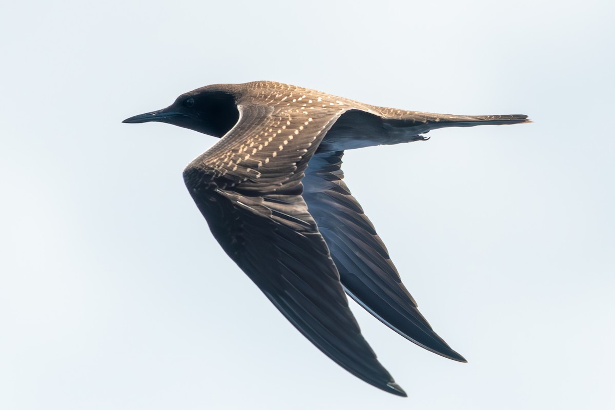 Sooty Tern - ML609117373