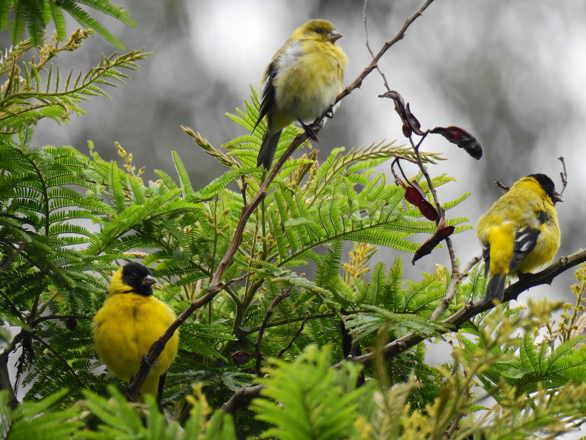 Hooded Siskin - ML609117468