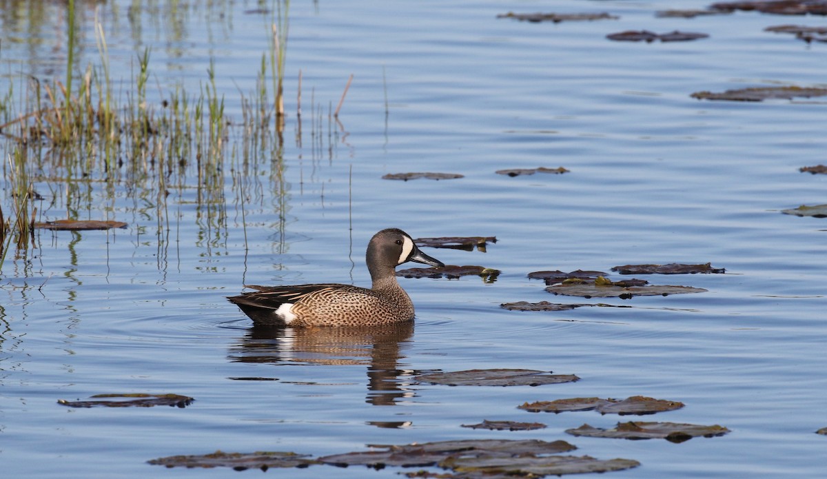 Blue-winged Teal - ML609117498