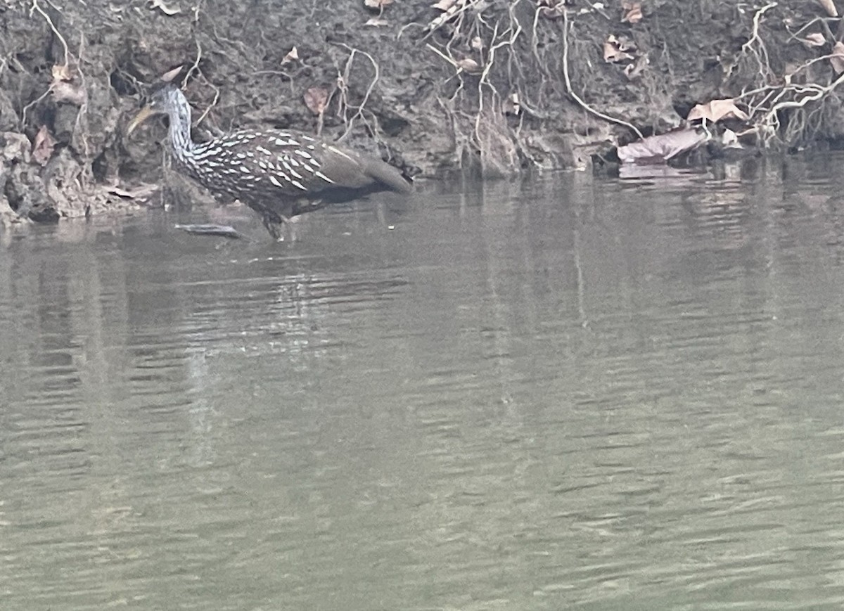 Limpkin - Tennessee Rare Bird Records