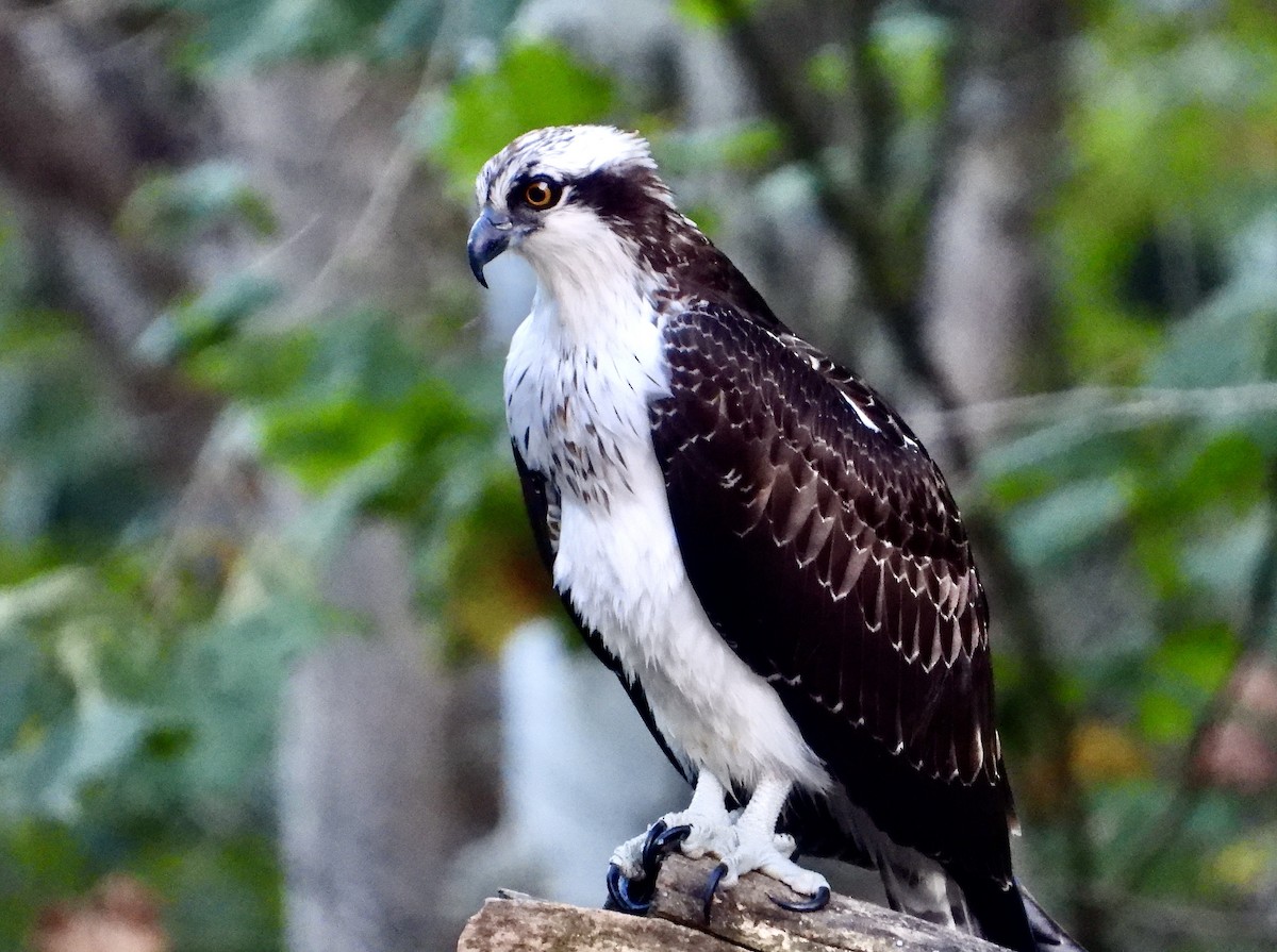 Águila Pescadora - ML609117638